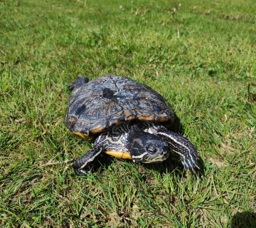 Crvenouha-kornjaca-2