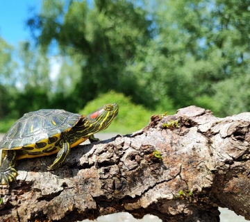 Crvenouha-kornjaca-3