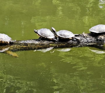 Crvenouhe-kornjace-10