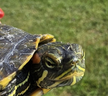 Invazivne-kornjace-5