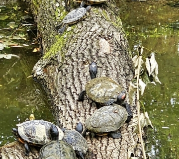 Invazivne-kornjace-6