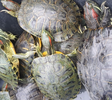 Spas-za-barske-kornjace-projekt-10