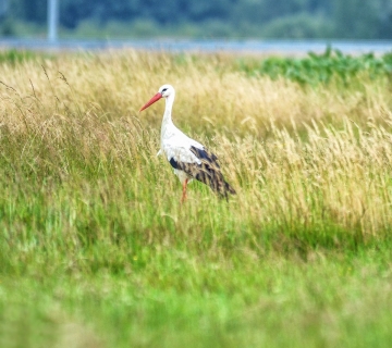 Roda-u-polju-umanjena