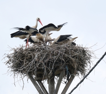 rode-Tomica-Rubinic-6