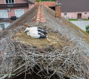 rode-u-gnijezdu-umanjena