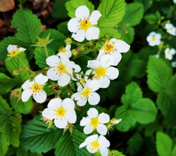 PS-Straznik-by-Tatjana-Masten-Milek-scaled