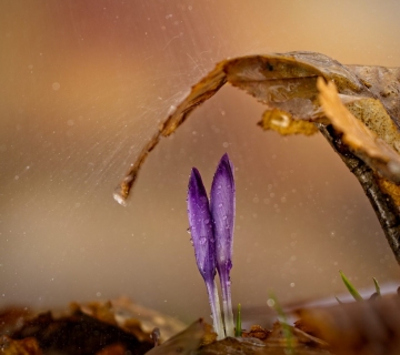 Safran-Vlado-Pirsa-2