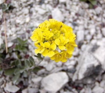 Samoborska-gromotulja