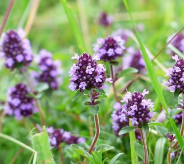 hans-thyme-167468_1920