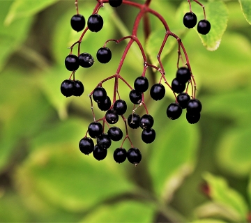 hoerwin56-elder-2730263_1920