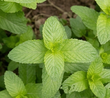 marsraw-mint-4255397_1280