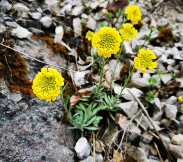 Samoborska-gromotulja-Luka-Basrek-1