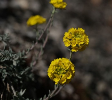 Samoborska-gromotulja_arhiva-JU