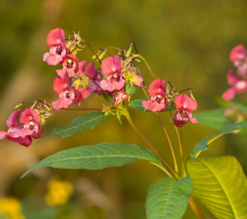 Himalayan-balsam-Zljezdasti_nedirak