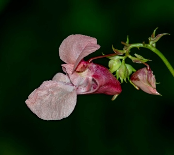Zlijezdasti-nedirak-_-shutterstock_1259054569