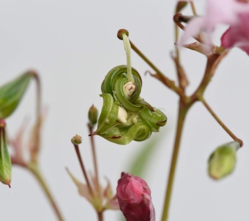shutterstock_743983699-Himalayan-balsam