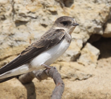 Bregunica_D.-Krnjeta-Large