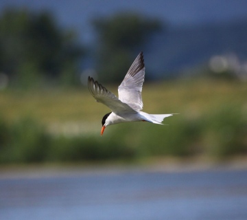 crvenokljuna_cigra-scaled