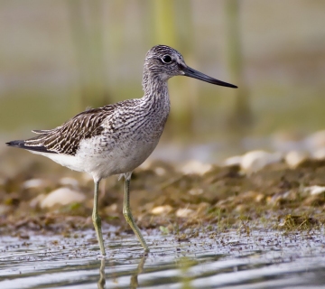 krivokljuna_prutka_Tomica-Rubinic