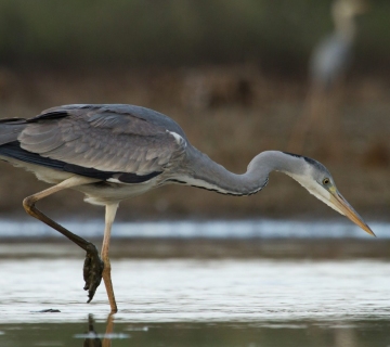 siva-caplja-Vlado-Pirsa