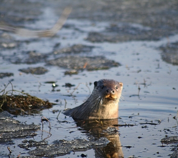 vidra-Lutra-lutra-umanjena