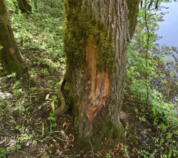 zutica-5_dabar_1