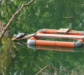 Crvenouha-kornjaca-Tomica-4