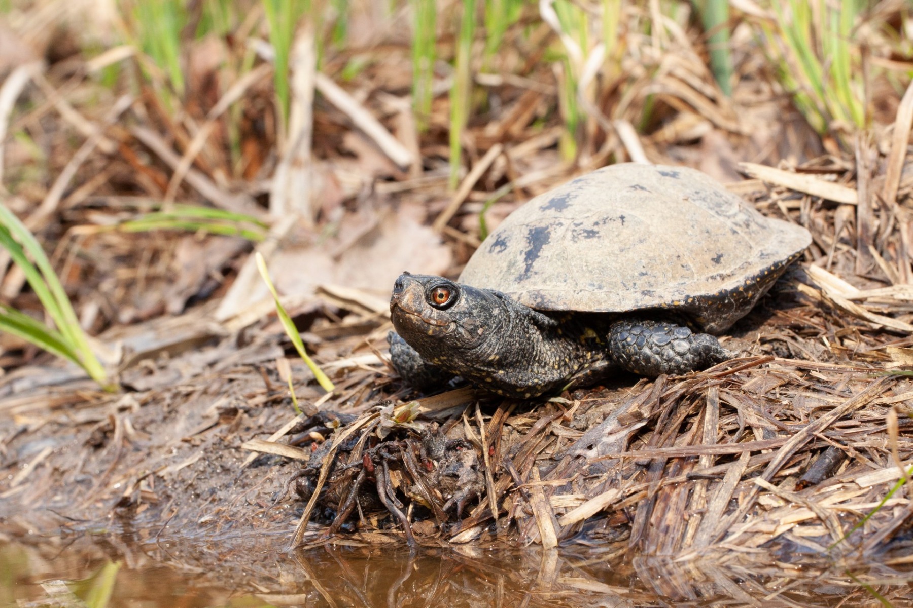 Započela provedba projekta za spašavanje barske kornjače! - JU Zeleni ...