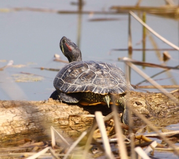 Trachemys_T.Rubinic-2-Rakitje