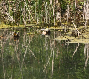 Trachemys_T.Rubinic-5-Siromaja_Rugvica