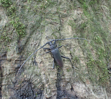 P6300953_hrastova-strizibuba-Cerambyx-cerdo
