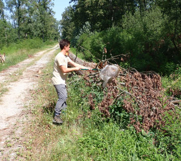 P6300999_pregled-entomoloskom-mrezicom