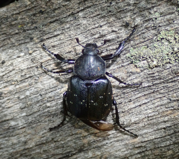 P7260057_crni-zlatnik-Gnorimus-variabilis_arhiva-Hyla