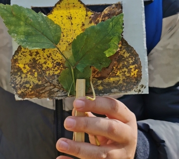 mladi čuvari prirode