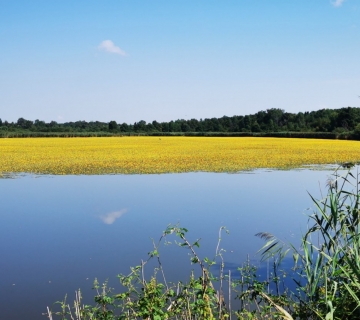 Crna_Mlaka_Ploha-Veliki-Bajtah-6-ispunjenost-vodom-i-plutajuca-vegetacija