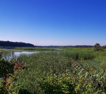 Dubrava_Ploha-C1-2-trska-i-rogoz-u-vodi