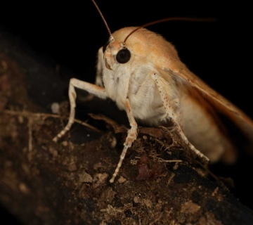 Noc-nocnihleptira-1-1