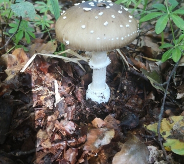 Foto-safari-cudesna-suma-Zutica-1