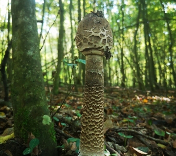 Foto-safari-cudesna-suma-Zutica-13