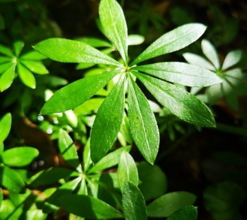 Foto-safari-cudesna-suma-Zutica-4