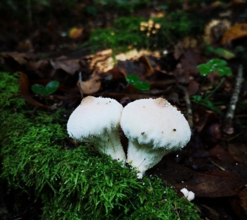 Foto-safari-cudesna-suma-Zutica-6