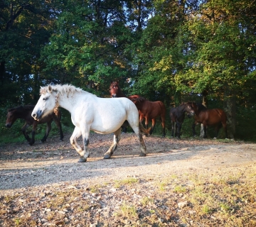 Foto-safari-cudesna-suma-Zutica-8