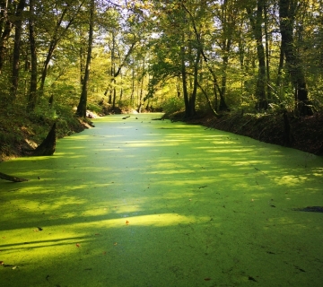 Foto-safari-cudesna-suma-Zutica-9