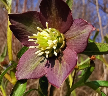 Tamnocrveni kukurijek