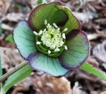 Tamnocrveni kukurijek