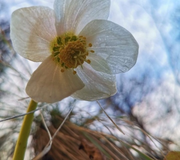 Velecvjetni kukurjek