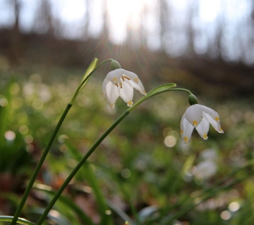 Proljetni drijemovac