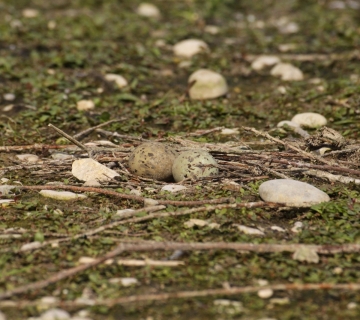 Jaja-cigre-by-Tomica-Rubinic