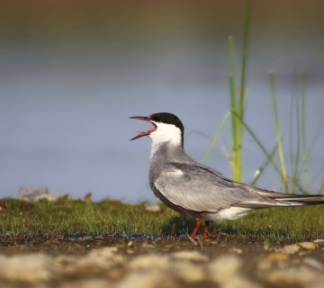 bjelobrada-cigra-ornitoloski-rezervat-sava-strmec