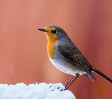 Crvendac-Tomica-Rubinic